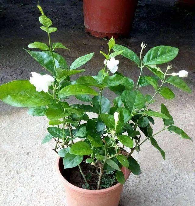 茶花掉叶子是怎么急救?专业园丁为您解答