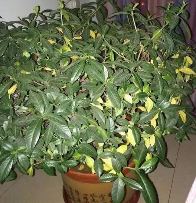 紫藤叶子蔫:找出原因与解决方法