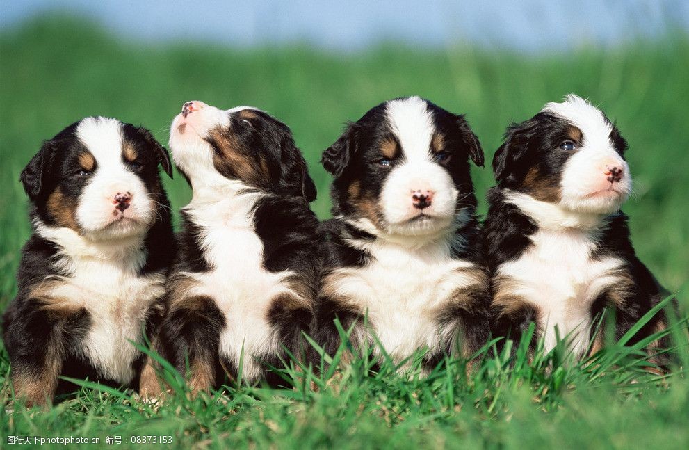 响尾蛇遇到猫是什么原因?揭秘宠物世界的奇妙邂逅