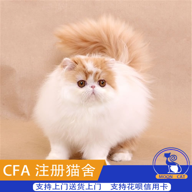 大家的猫咪有多胖:探索萌宠体重背后的秘密